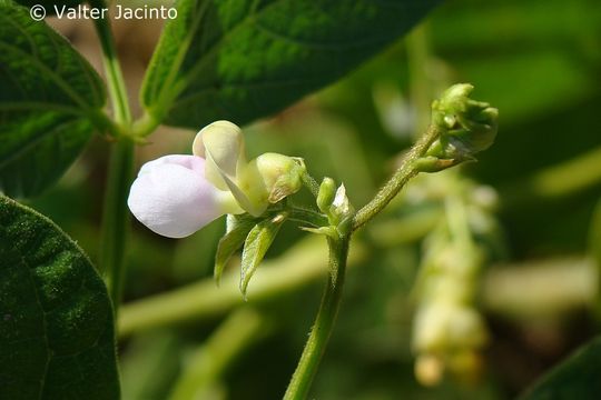 kidney bean string bean, field bean, flageolet bean, haricot bean, ,  snap garden, 